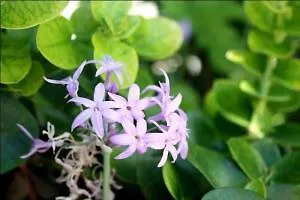 Apartament Vicky Hersonissos (Crete)